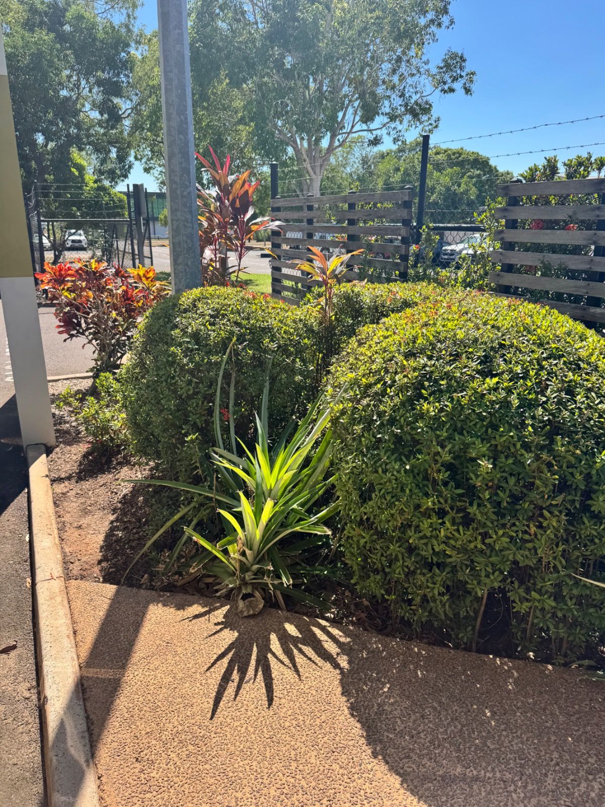Round green bushes and tropical plants trimmed neatly along a garden bed with shadows cast on the pavement and a clear blue sky in Eaton NT