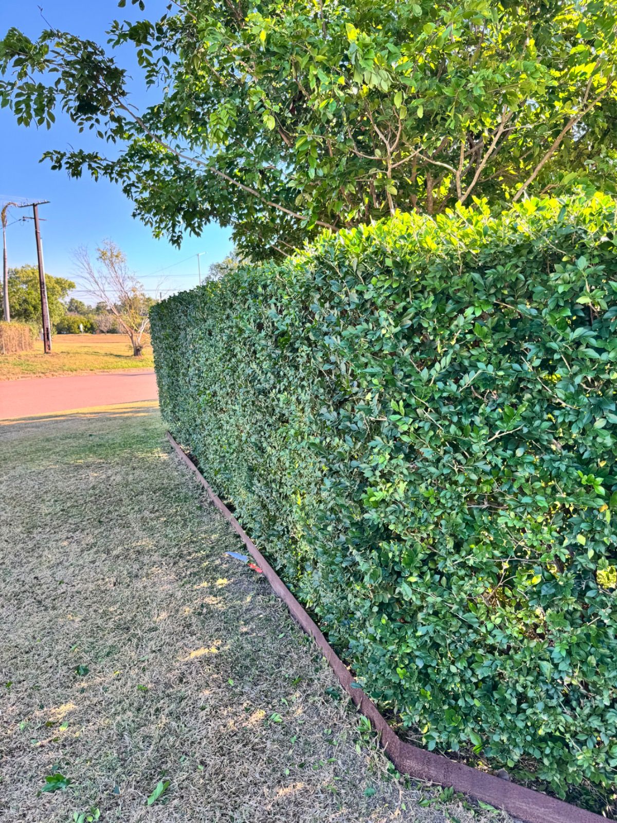 Well-maintained green hedge trimmed straight along the edge of a garden with grass and trees beneath a clear blue sky