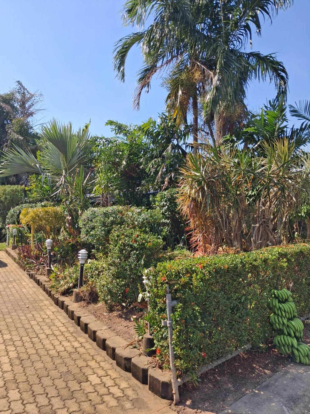 Neatly trimmed hedges and lush tropical plants including palm trees beside a clean paved garden path under a clear blue sky.
